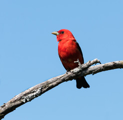Scarlet Tanager on Blue Sky