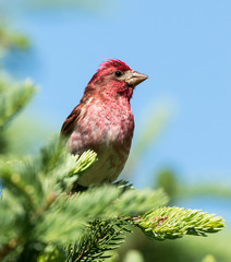 Purple Finch