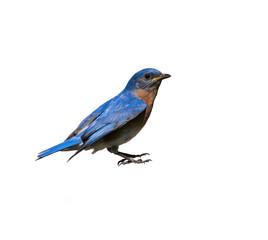 Female Eastern Bluebird with Prey on Green Background