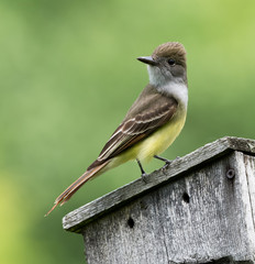 Great Crested Flycatcher  