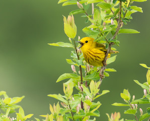 Yellow Warbler