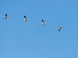 Four Snow Geese Migrating North in Spring on Blue Sky