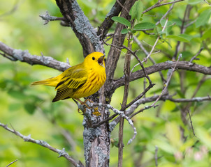 Yellow Warbler