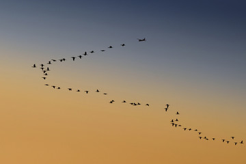 Дорога домой