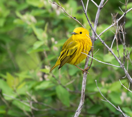 Yellow Warbler