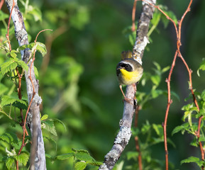 Common Yellowthroat 
