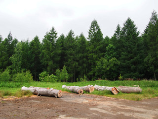 Der Wald als Brennholzlieferant