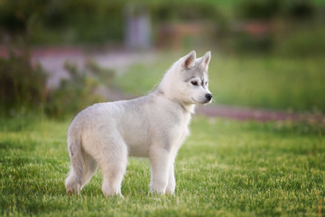 One Little cute puppy of Siberian husky dog outdoors © brusnikaphoto
