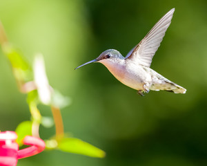 Hummingbird