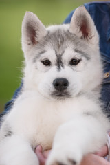 Obraz premium One Little cute puppy of Siberian husky dog outdoors