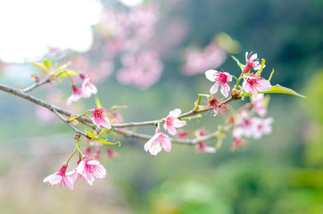 Sakura flowers blooming