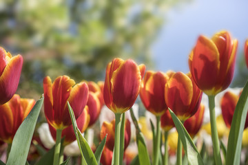 Tulip
