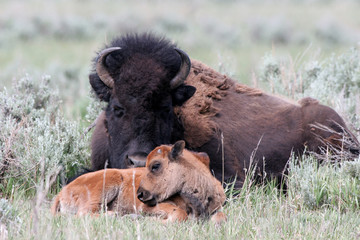 Obraz na płótnie Canvas American Bison mother and calf in Yellowstone National Park