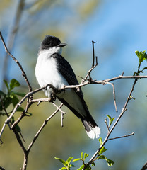 Eastern Kingbird