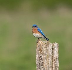 Male Eastern Bluebird 