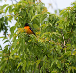 Baltimore Oriole perched on a branch