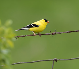 American Goldfinch on Green Background