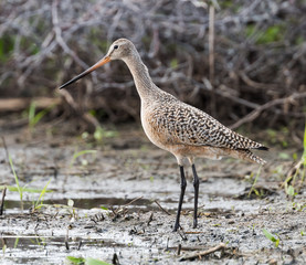 Marbled Godwit