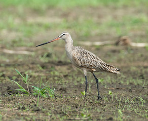 Marbled Godwit