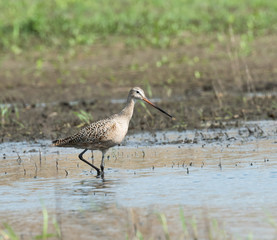 Marbled Godwit