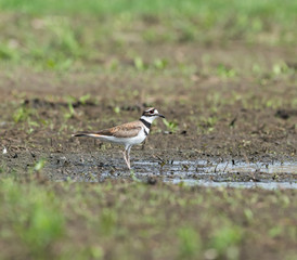Killdeer