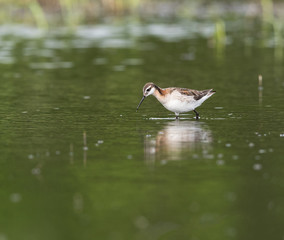 Wilson's Phalarope