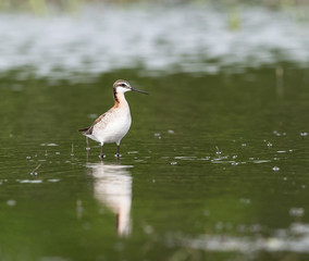 Wilson's Phalarope