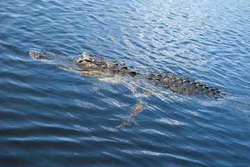 Alligator in Water - swimming upwards
