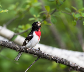 Rose-breasted Grosbeak