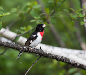 Rose-breasted Grosbeak