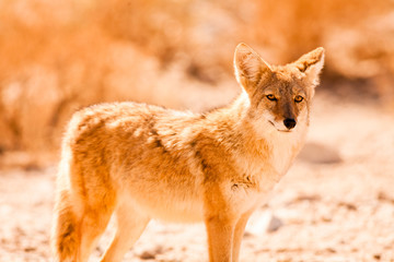 Obraz premium Coyote, Death Valley