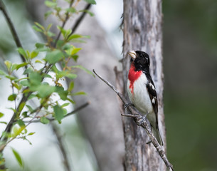 Rose-breasted Grosbeak