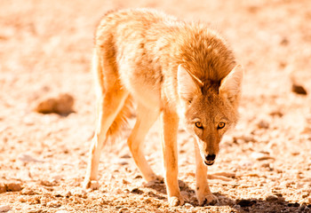Coyote, Death Valley