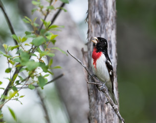 Rose-breasted Grosbeak