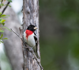 Rose-breasted Grosbeak