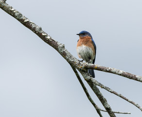 Male Eastern Bluebird 