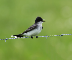 Eastern Kingbird on Green Background