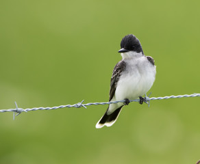 Fototapeta premium Eastern Kingbird on Green Background