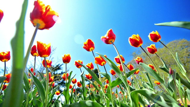 Tulips with blue sky