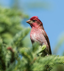 Purple Finch