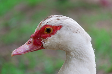Close of duck head