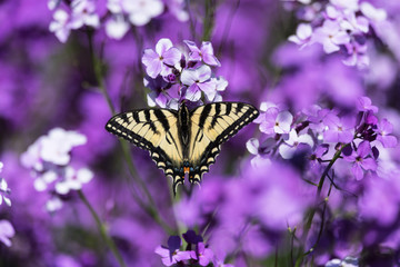 Fototapeta na wymiar Eastern Tiger Swallowtail Butterfly on Purple Flowers
