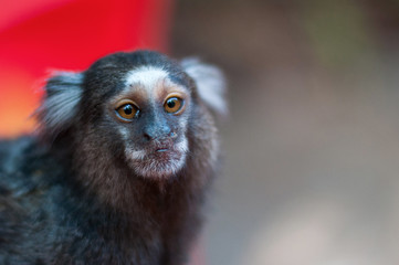 Obraz premium Close of Sagui Monkey
