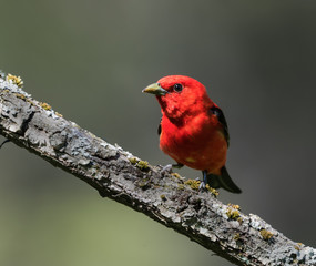 Scarlet Tanager