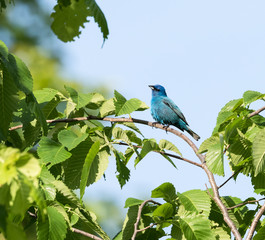 Indigo Bunting