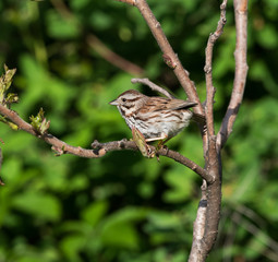 Song Sparrow