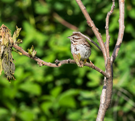 Song Sparrow