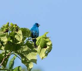 Indigo Bunting