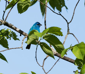 Indigo Bunting