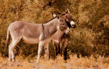 Wild Mules, Death Valley